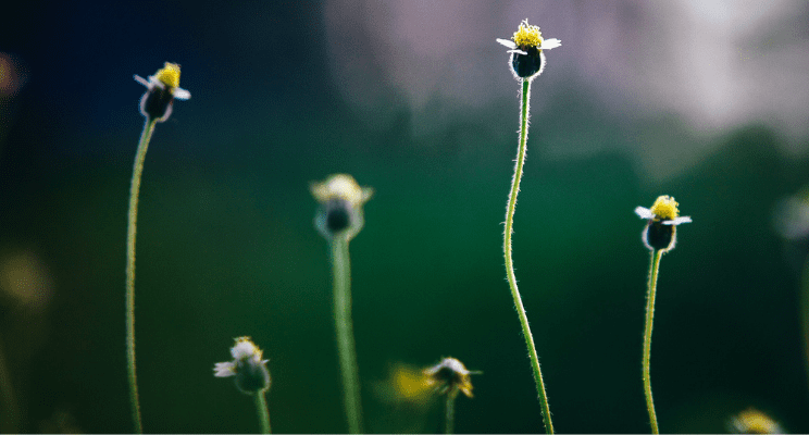 close up of a few daisies